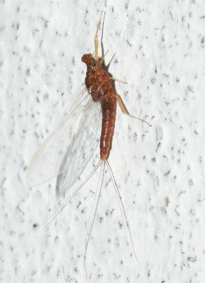 Serratella ignita imago femmina